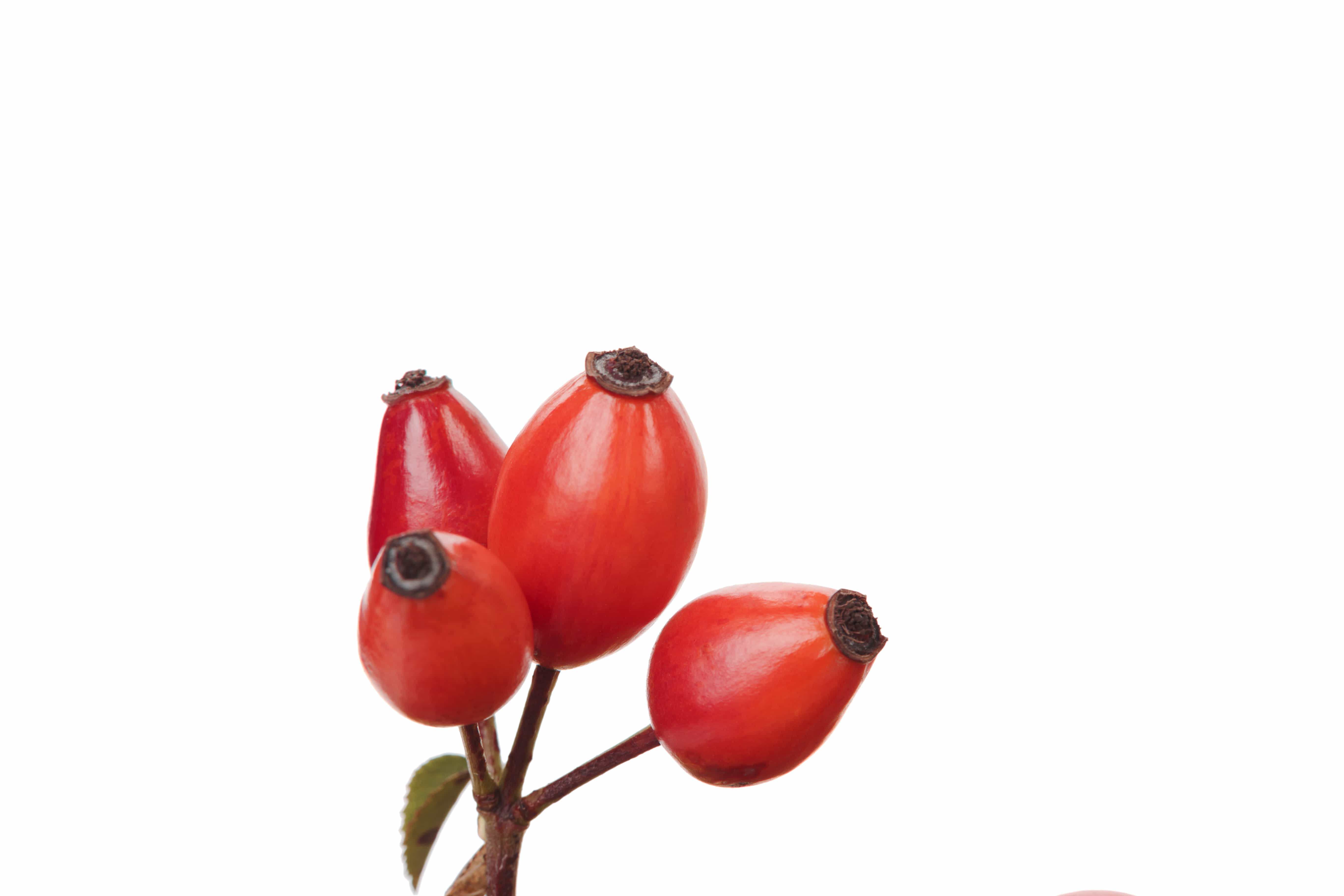 Rosa (cinórrodo) para infusão