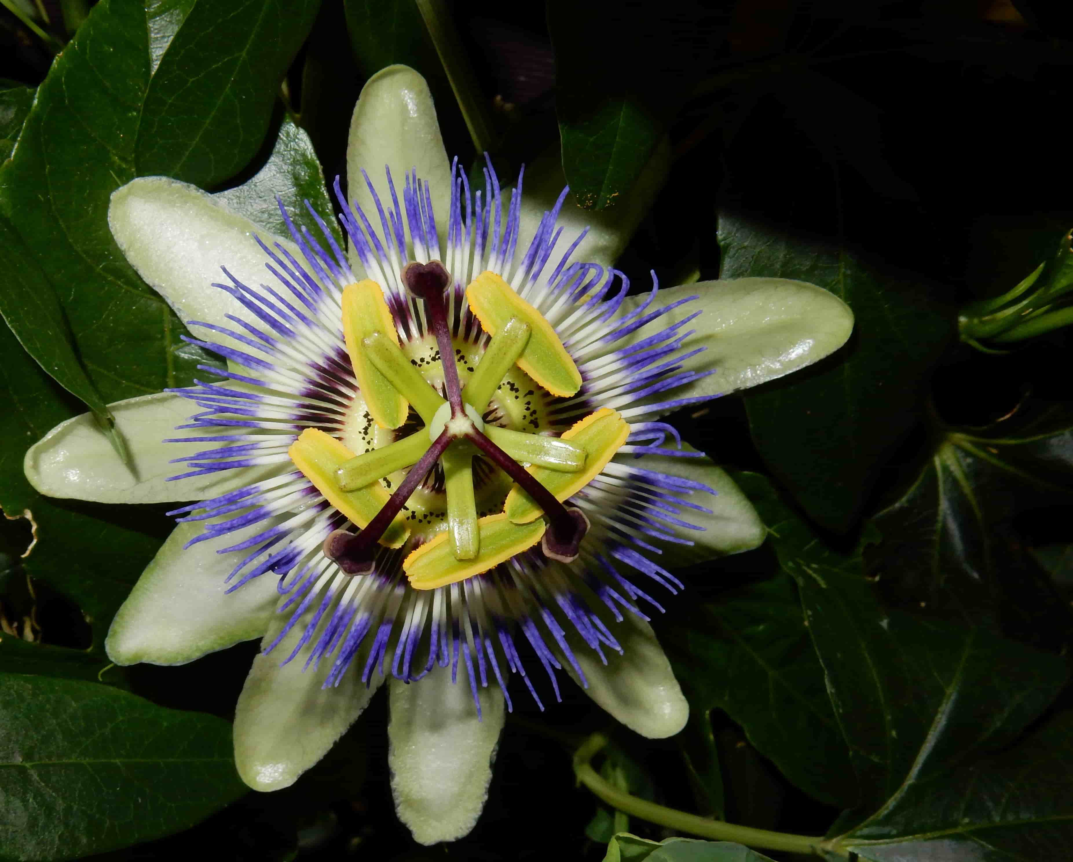 Maracujá flor azul