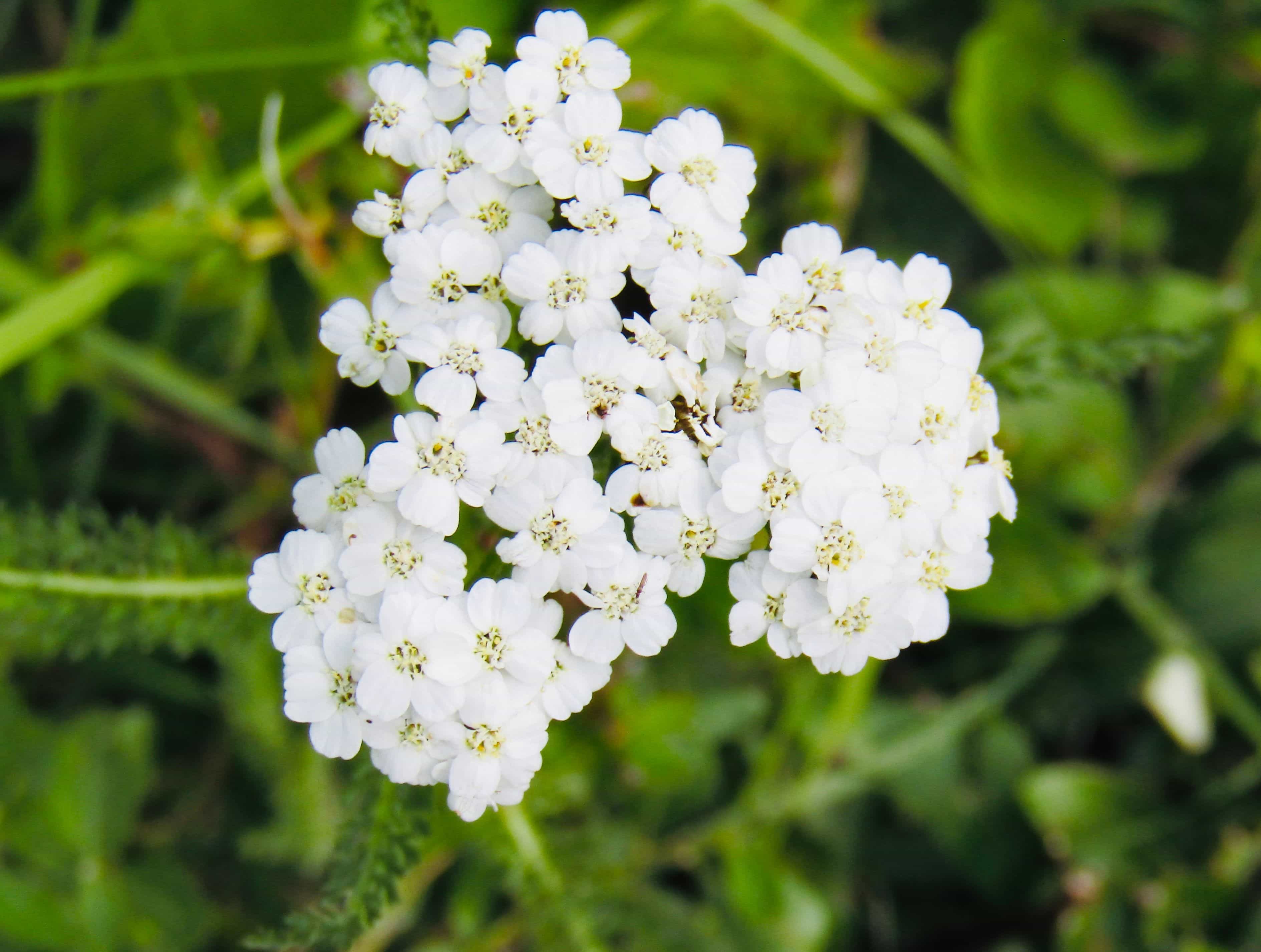 Milefólio (flor) para infusão