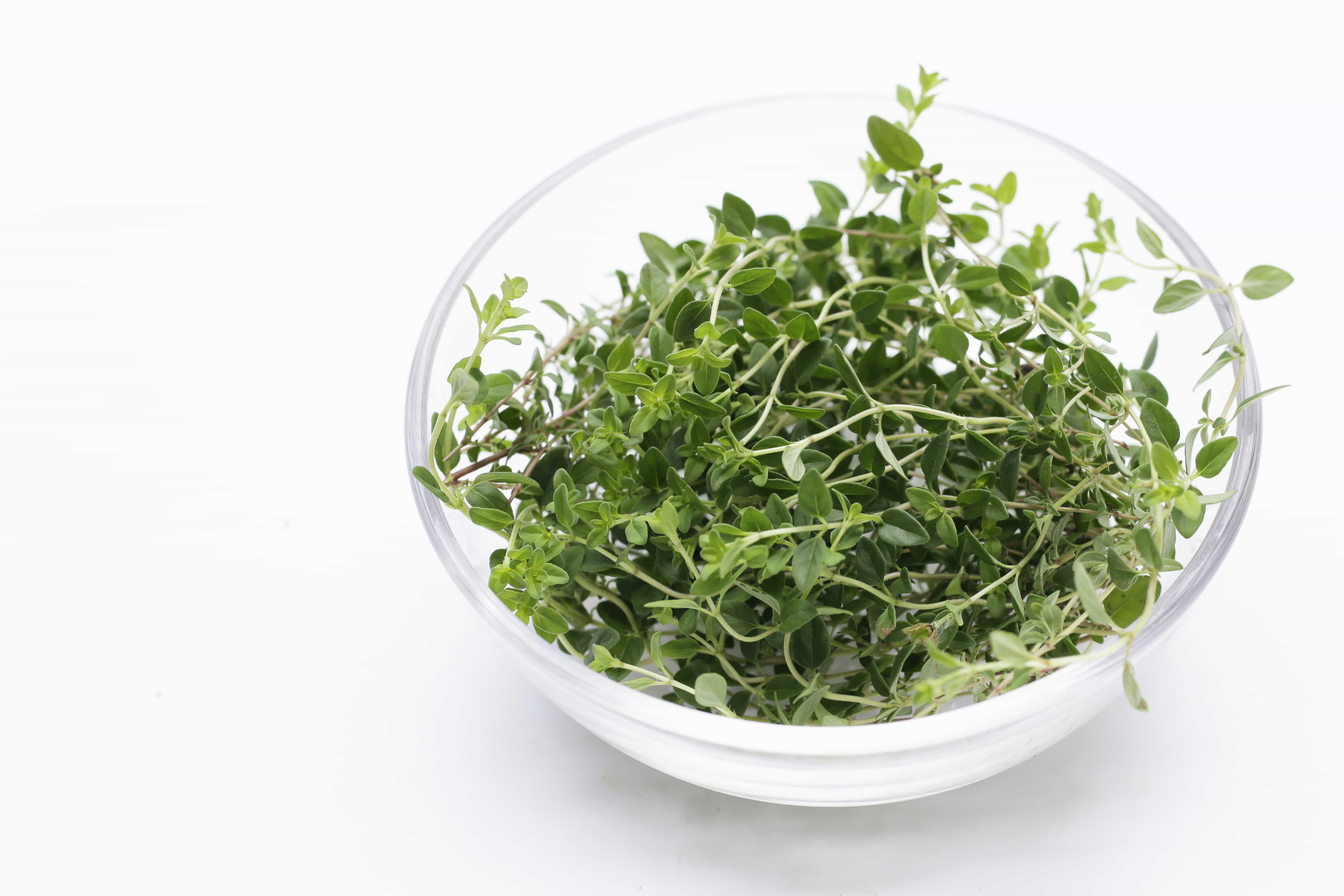 Infusão Tomilho limão + Stevia - Maestoso