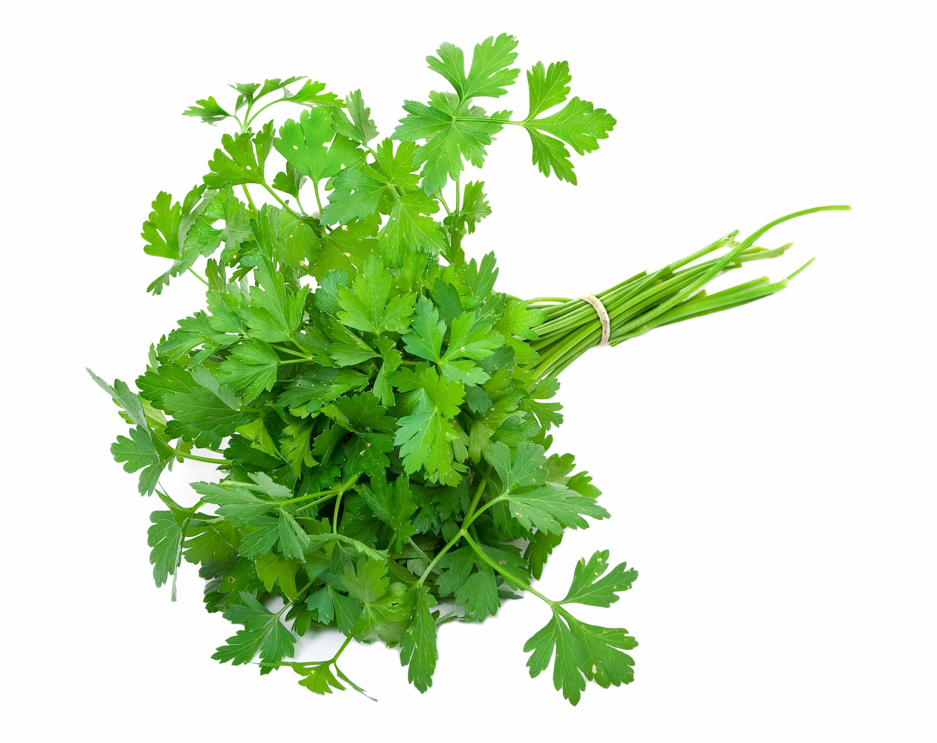 Salsa Bio
