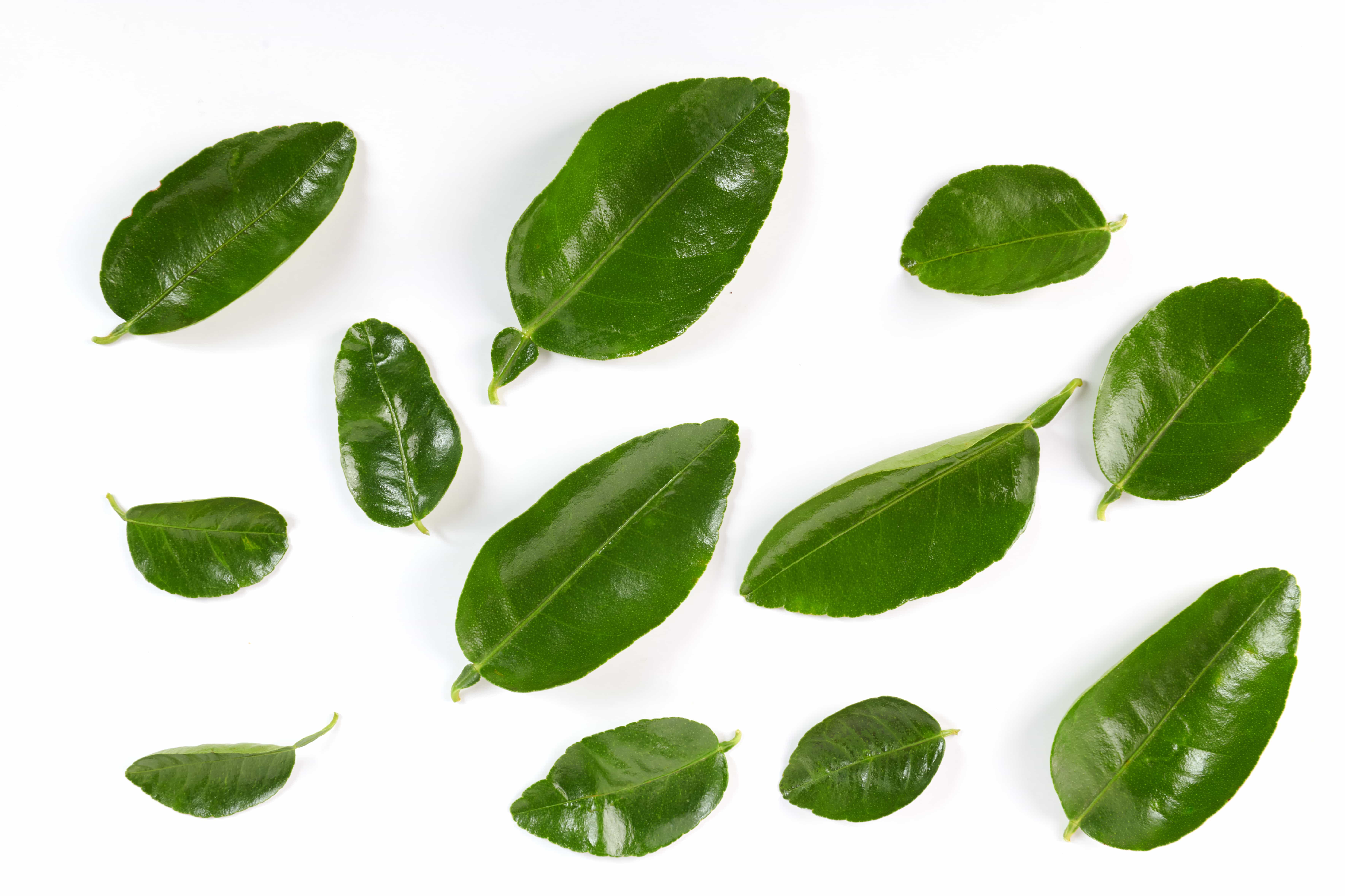 Limonete (folha) para infusão
