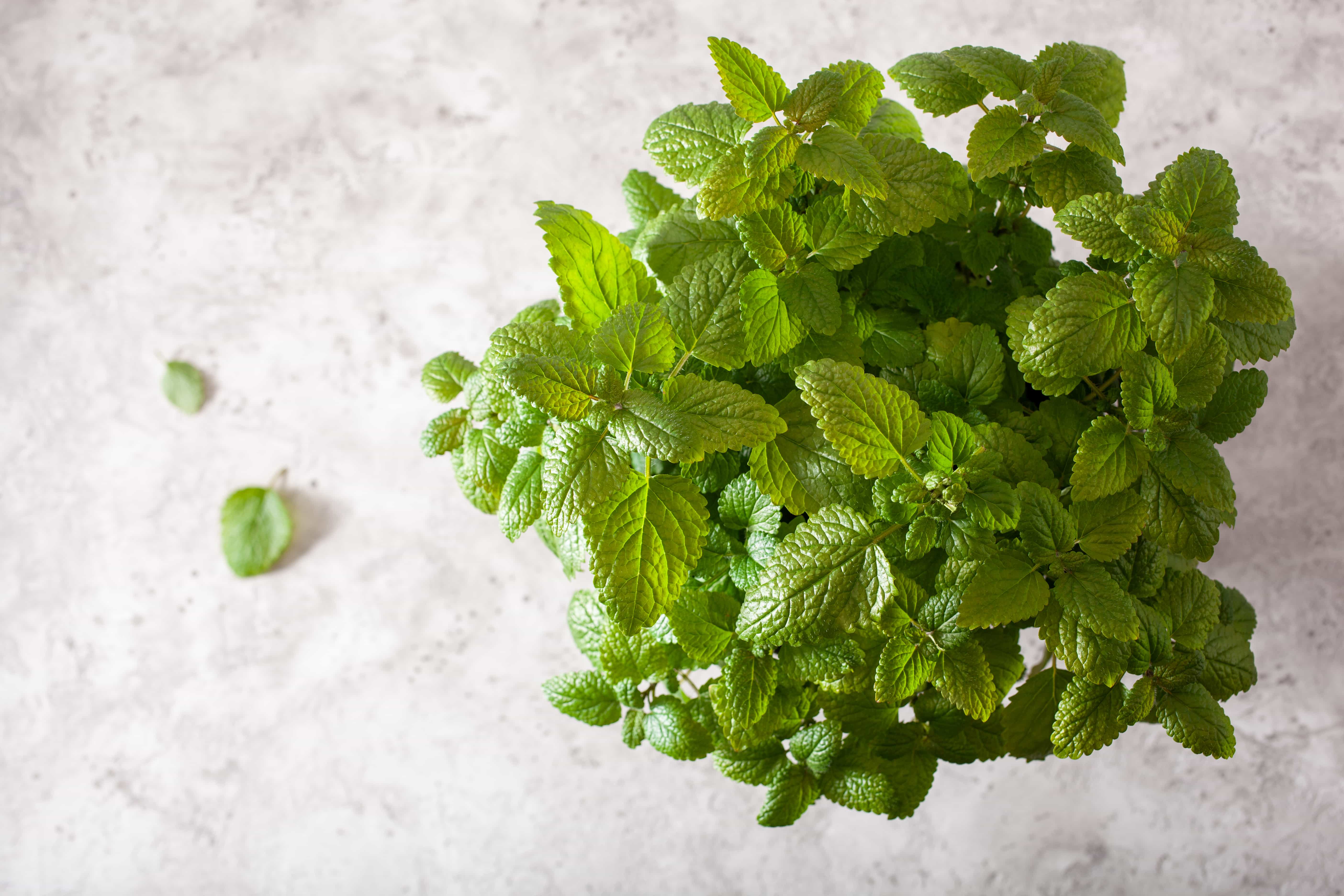 Infusão Cidreira + Stevia - Maestoso