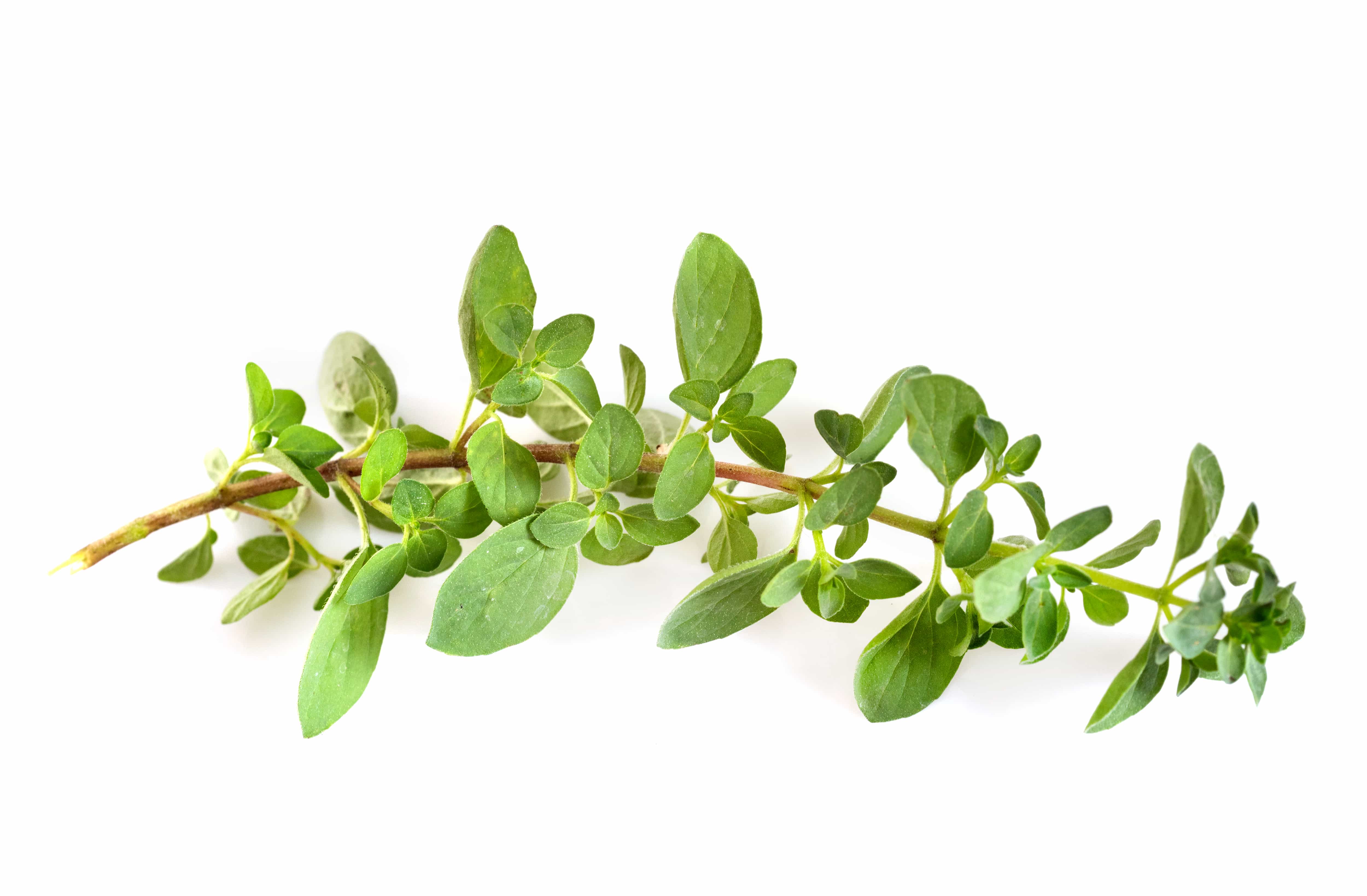 Orégão (flor) para infusão