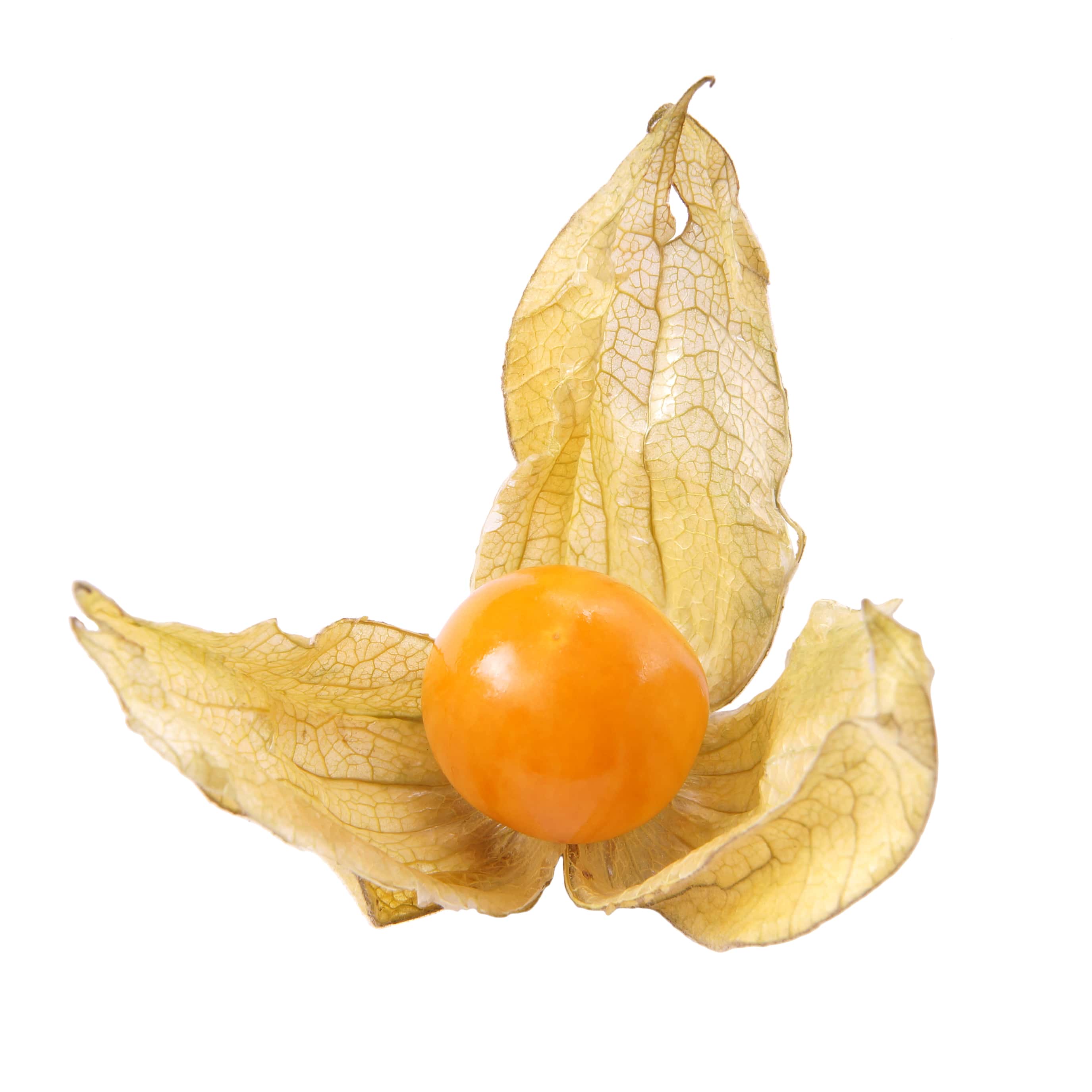 Physalis