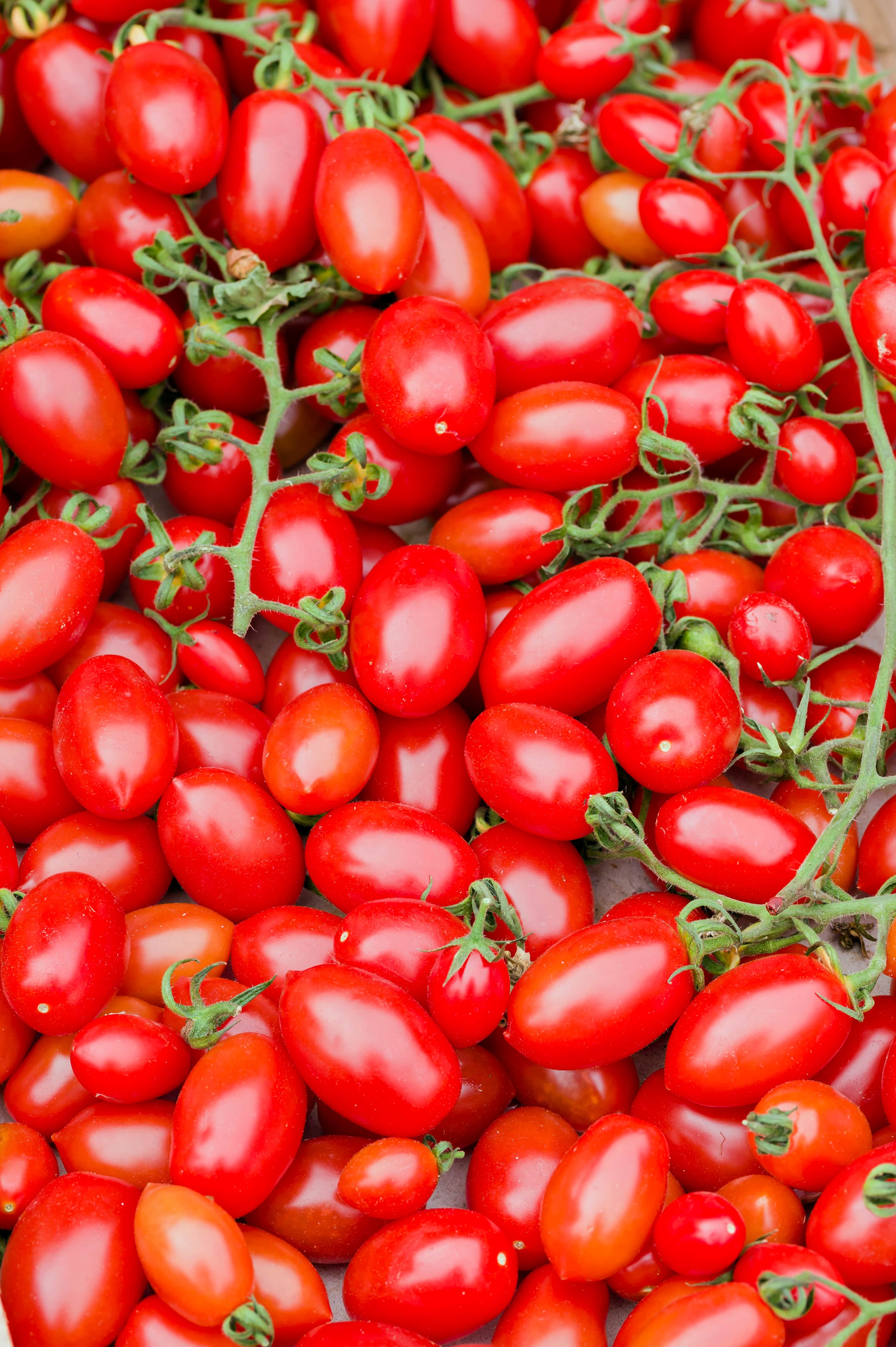 Tomate chucha