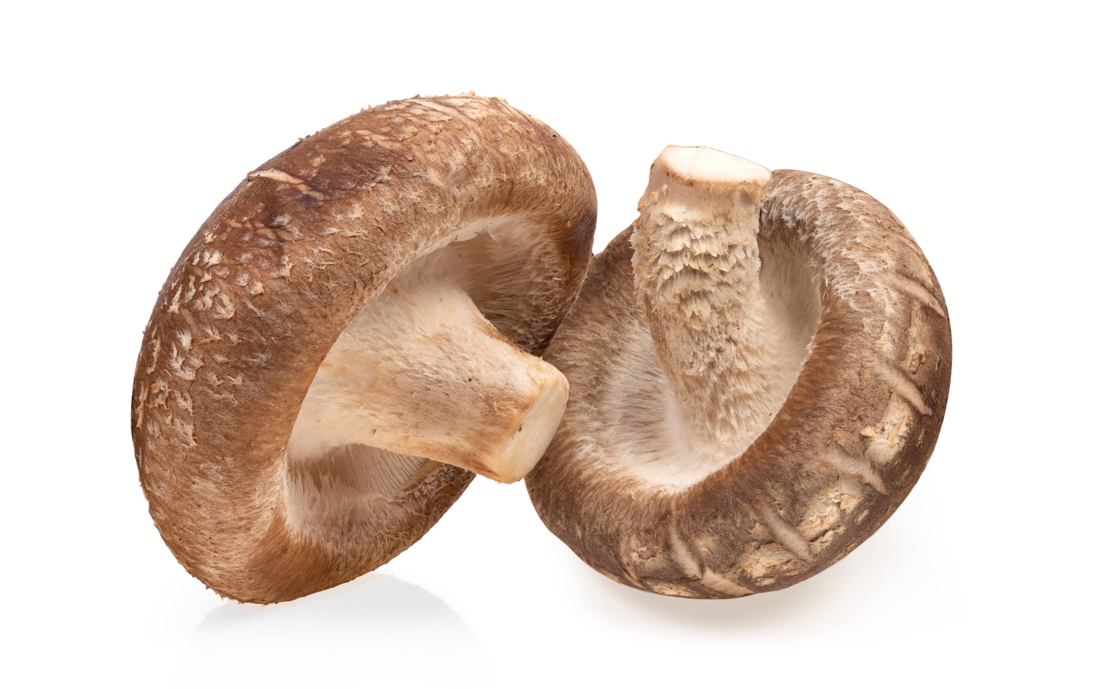 Cogumelos shiitake Bio