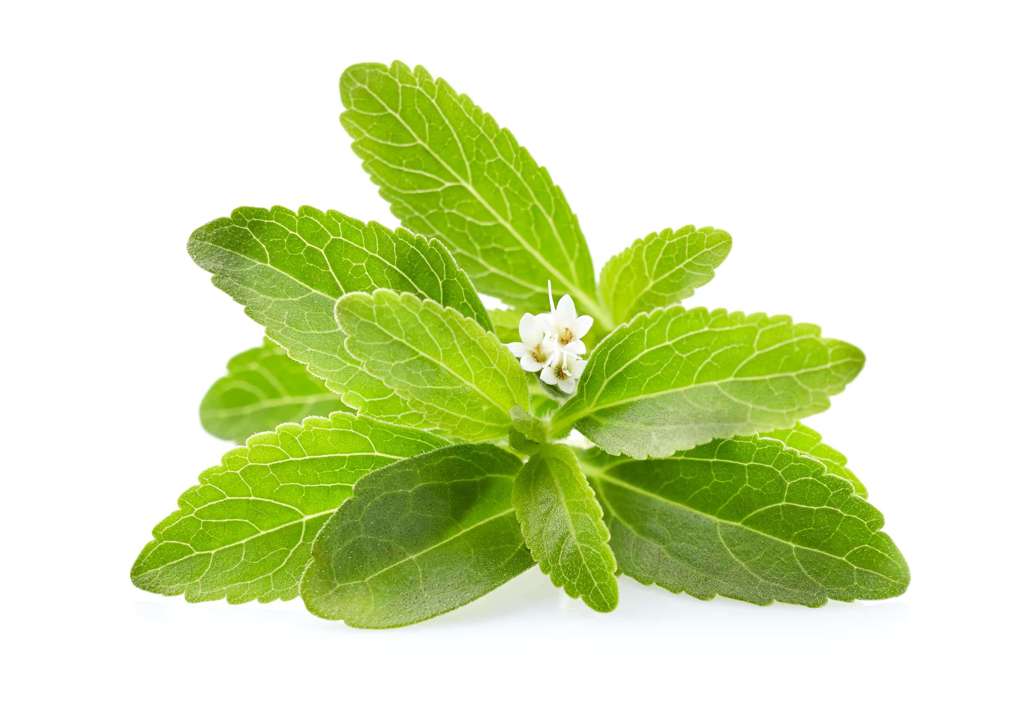 Infusão Stevia – Maestoso