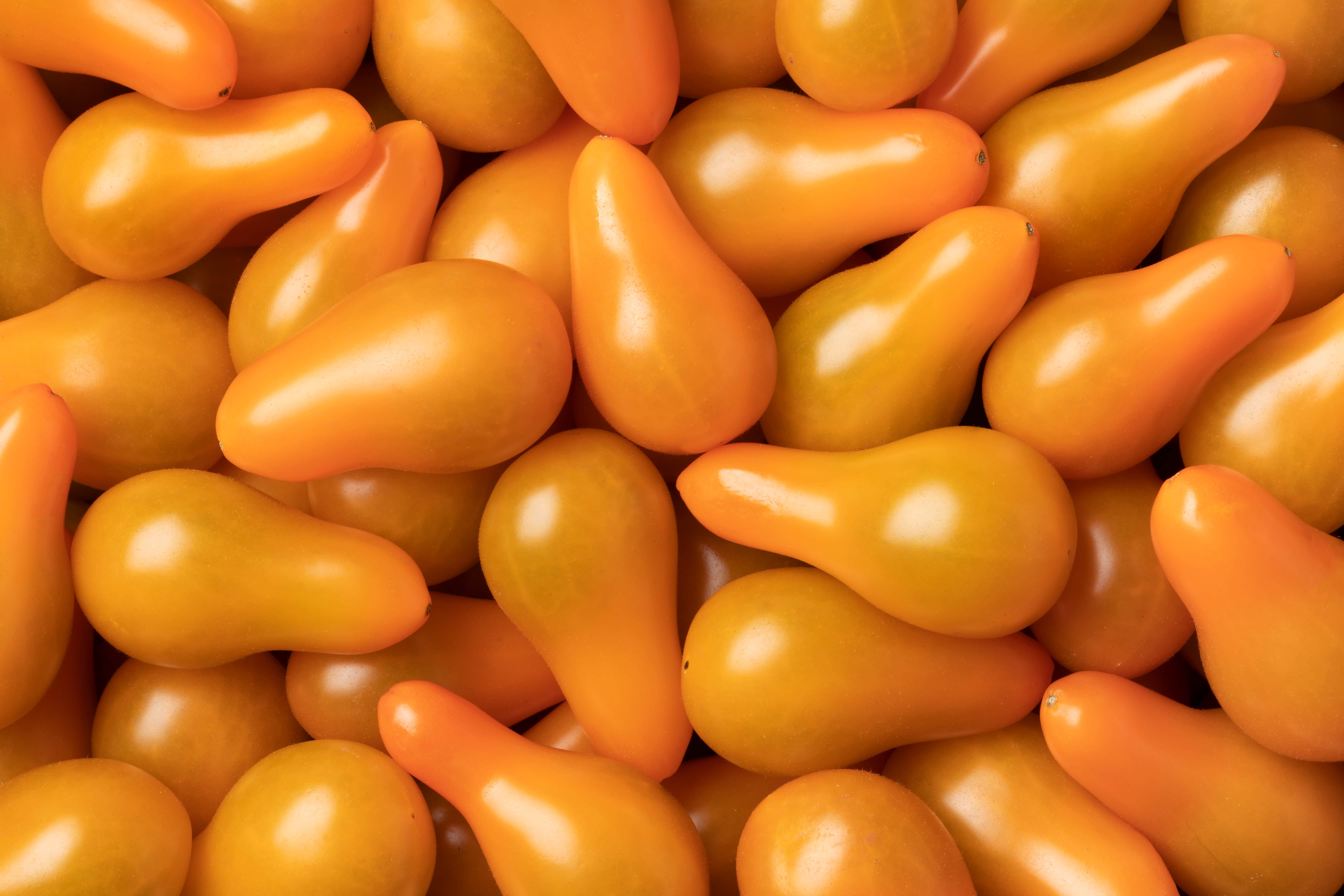 Tomate pera Bio